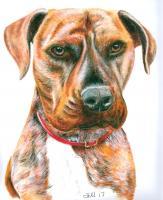 Dexter - Acrylic Paintings - By Malc Lane, Fine Art Painting Artist