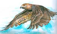 Wild Animals - Bird In Flight - Acrylic