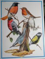 Birds - A Collection Of British Birds - Acrylic