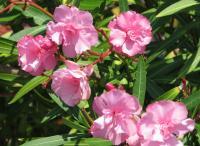 Pink Flowers - Digital Photography - By Tomisha Lovely-Allen, Nature Photography Artist