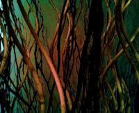 Arboreal Waiting - Digital Digital - By Don Vout, Neo Abstract Expressionism Digital Artist