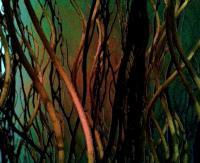 Digital - Arboreal Waiting - Digital