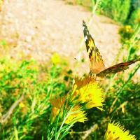 Beautiful Butterfly - Digital Photography - By Chad Vidas, Photography Photography Artist