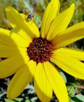 Chads Outdoors - Busy Bee - Digital