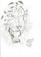 Tiger 1 - Pencil Drawings - By Paul Sullivan, Traditional Drawing Artist