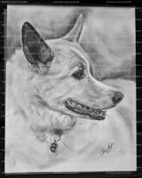 Dog - Pencil  Bristol Board Drawings - By Chelsea Noyon, Realistic Drawing Artist