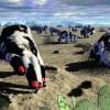 Heard Of Cowhands - Bryce Software Digital - By John Tonkin, Surrealism Digital Artist