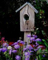 Landscape - Birdhouse And Flowers - Digital