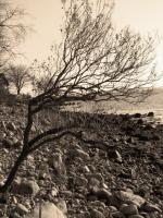 Beach Tree - Digital Photography - By Heather Back, Nature Photography Artist