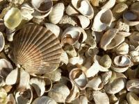 Winter Shells - Digital Photography - By Heather Back, Nature Photography Artist