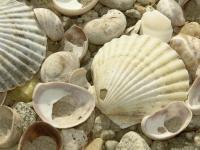 Even More Shells - Digital Photography - By Heather Back, Nature Photography Artist