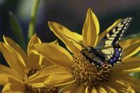 Scentsational Swallowtail - Digital Photography - By Rick Jackson, Nature Photography Artist