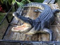 Alligator Sculpture 13 Ft - Cast Epoxy Sculptures - By Chris Dixon, Realistic Sculpture Artist