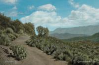 Dos Vientos Trail - Oil On Canvas Paintings - By Harry Walton, Realistic Impressionism Painting Artist
