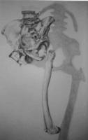 Study Of The Pelvis - Pencil Drawings - By Kristy Edwards-Rusie, Fullsize-Technique Drawing Artist
