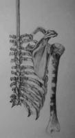 Ribcage - Pencil Drawings - By Kristy Edwards-Rusie, Fullsize-Technique Drawing Artist