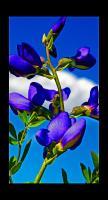 Shades Of Blue - Photo Photography - By Josh Green, Nature Photography Artist