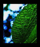 Leaf - Photo Photography - By Josh Green, Nature Photography Artist