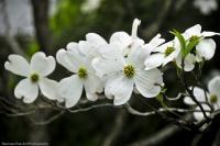 Pure Dogwoods - Digital Photography - By David Wilson, Nature Photography Artist