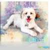 Pet Canvas - Acrylic Paintings - By Snappy Canvas, Color Splash Painting Painting Artist