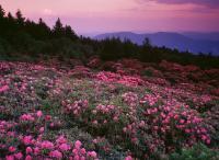 Roan Mountain Sunset I - Fuji Crystal Archive Photography - By Arnold  Pamela Gentilezza, Landscape Photography Artist