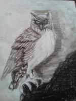 Drawing - Owl Be Seeing You - Pencil