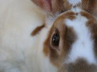 Funny Bunny - Digital Photography - By Jessica Peay, Nature Photography Photography Artist