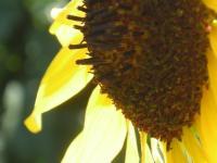 Sunflower - Digital Photography - By Jessica Peay, Nature Photography Photography Artist