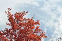 Fall Leaves - Digital Photography - By Jessica Peay, Nature Photography Photography Artist