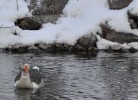 Winter Goose - Digital Photography - By Jessica Peay, Nature Photography Photography Artist
