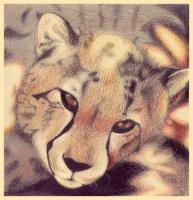 Color Pencil 4 - Cheetah - Color Pencil Drawings - By John Gibson, Fine Arts Drawing Artist