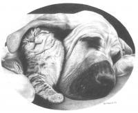Awww - Pencil Drawings - By Steve Madonna, Photo Realistic Drawing Artist