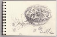Quick Study Sketch For - Still Life With Grapes - Graphite Pencil Drawings - By Dana Chabino, Impressionism Drawing Artist