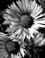 Daisy - Dlsr Photography - By Krys Nystrom, Black  White Photography Artist