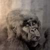 Gorilla Portrait - Pencil  Paper Drawings - By Amos Tendo, Realism Drawing Artist