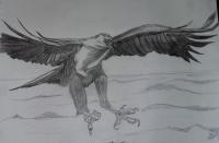 Fish-Eagle Hunting - Graphite Pencil On Paper Drawings - By Gerald Botha, Black And White Drawing Artist