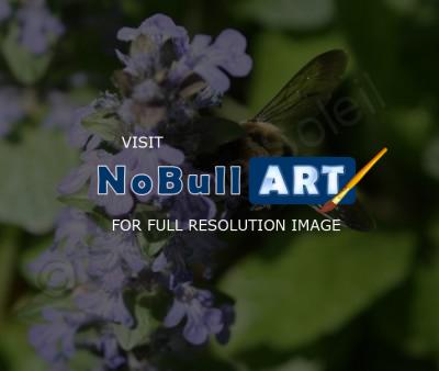 Nature - Bumblebee - Canon Rebel Xti