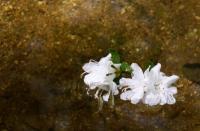 Water Flowers - Canon Rebel Xti Photography - By Solstice Soleil, Nature Photography Artist