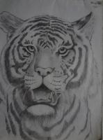Tiger - Pencil And Paper Drawings - By S Ajayanand, Pencil Work Drawing Artist