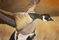 Goose Coming In - Pastel Paintings - By Jay Johnston, Realism Painting Artist