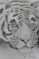 Tiger Portrait - Pencil Drawings - By Margaret Laws, Realism Drawing Artist