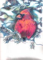 Cardinal Study 2 - Color Pencil Drawings - By Raymond Doward, Realism Drawing Artist