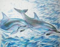 Dolphin Study - Color Pencil Drawings - By Raymond Doward, Surrealism Drawing Artist