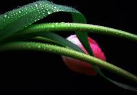 Single Tulip - Digital Photography - By Victoria Kirichenko, Nature Photography Artist