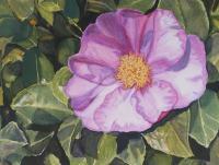 Winter Camellia Blossom - Watercolor Paintings - By Anne Doane, Realism Painting Artist
