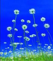 Ox Eye Daisies - Oil On Canvas Paintings - By Richard Marshall, Landscape Painting Artist