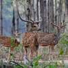 Spotted Deers - Digital Photography - By Buro Lsk, Naturalist Photography Artist