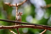 Goan Bird Crying - Digital Photography - By Buro Lsk, Naturalist Photography Artist