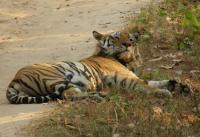 Wild Animals - Royal Bengal Tiger Take Rest - Digital
