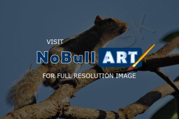 Wild Animals - Squirrell - Digital